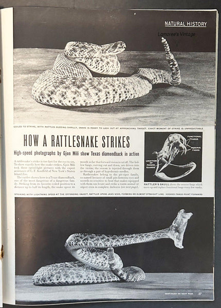 Life Magazine, August 12, 1946 - Lamoree’s Vintage