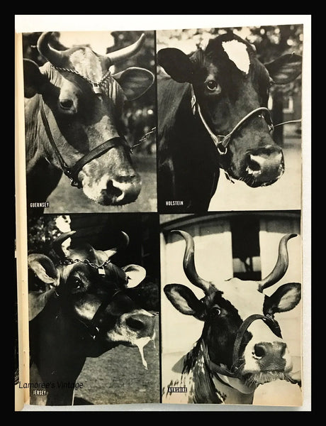 Life Magazine, November 1, 1937 - Lamoree’s Vintage